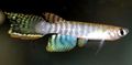 Striped Aphyolebias Aquarium Fish, Photo and characteristics