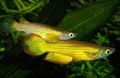Elongated Aquarium Fish Aplocheilus lineatus care and characteristics, Photo