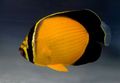 Oval Arabian Butterflyfish care and characteristics, Photo