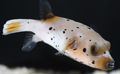 Spotted Arothron Dog Face Puffer Aquarium Fish, Photo and characteristics