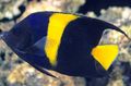 Blue Asfur Angelfish, Photo and characteristics