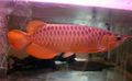 Red Asian bonytongue, Malayan bony-tongue Aquarium Fish, Photo and characteristics