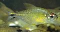 Silver Astyanax leopoldi Aquarium Fish, Photo and characteristics
