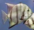 Oval Atlantic Spadefish care and characteristics, Photo