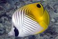 Striped Auriga Butterflyfish, Photo and characteristics
