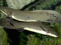Grey Australian Lungfish, Photo and characteristics