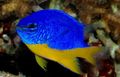 Blau Azur Damselfish Zierfische, Foto und Merkmale
