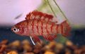 Red Aquarium Fish Badis badis characteristics, Photo