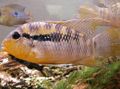 Striped Banded Acara Aquarium Fish, Photo and characteristics