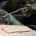 Striped Banded Pipefish, Photo and characteristics