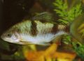 Oval Aquarium Fish Barb Arulius care and characteristics, Photo