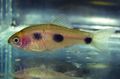 Photo Aquarium Fish Barbus candens characteristics