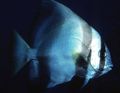 Striped Batavia batfish, Photo and characteristics