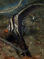 Смугастий Акваріумні Рибки Платакс Батавіанус, Platax batavianus характеристика, Фото