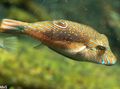 Elongated Aquarium Fish Bennett's Sharpnose Puffer care and characteristics, Photo