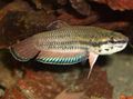 Elongated Aquarium Fish Betta taeniata care and characteristics, Photo