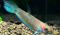 Elongated Aquarium Fish Betta unimaculata care and characteristics, Photo