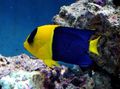 Oval Bicolor Angelfish care and characteristics, Photo