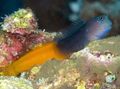 Elongated Aquarium Fish Bicolor Blenny care and characteristics, Photo