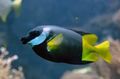 Motley Bicolor Foxface Aquarium Fish, Photo and characteristics