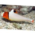 Motley Bicolor parrot fish, Photo and characteristics