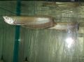 Elongated Aquarium Fish Black arowana care and characteristics, Photo