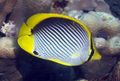 Striped Black backed butterflyfish, Photo and characteristics