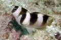 Striped Black Banded Damsel Aquarium Fish, Photo and characteristics