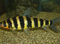 Elongated Aquarium Fish Black banded leporinus care and characteristics, Photo
