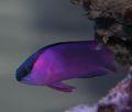 Elongated Aquarium Fish Black Cap Basslet care and characteristics, Photo