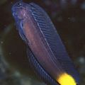 Elongated Aquarium Fish Black Combtooth Blenny care and characteristics, Photo