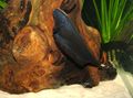 Schwarz Schwarz Geistermesser Fisch, Foto und Merkmale
