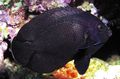 Black Black Nox Angelfish, Midnight Angelfish, Photo and characteristics