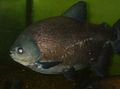 Photo Aquarium Fish Black Pacu characteristics