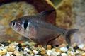 Oval Aquarium Fish Black Phantom Tetra care and characteristics, Photo