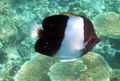 Motley Black pyramid (Brushy-toothed) butterflyfish, Photo and characteristics