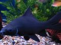 Elongated Aquarium Fish Black shark care and characteristics, Photo