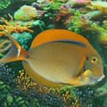 Oval Aquarium Fish Black Spot Tang care and characteristics, Photo