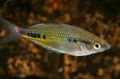 Oval Black-spotted rainbowfish care and characteristics, Photo