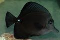 Triangular Aquarium Fish Black Tang care and characteristics, Photo