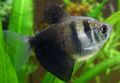 Striped Black Tetra Aquarium Fish, Photo and characteristics