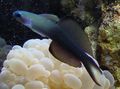Blau Blackfin Dartfish, Scissortail Goby Zierfische, Foto und Merkmale