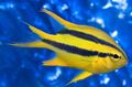 Striped Blackmouth Bicolor Chromis Aquarium Fish, Photo and characteristics