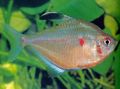Silver Bleeding Heart Tetra Aquarium Fish, Photo and characteristics