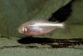 Elongated Aquarium Fish Blind Cave Tetra care and characteristics, Photo