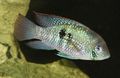 Oval Aquarium Fish Blue Acara care and characteristics, Photo