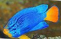 Photo Blue Damselfish characteristics