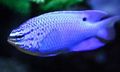 Blue Blue Damselfish, Photo and characteristics