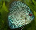 Round Aquarium Fish Blue Discus care and characteristics, Photo