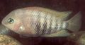 Oval Aquarium Fish Blue-eye cichlid care and characteristics, Photo
